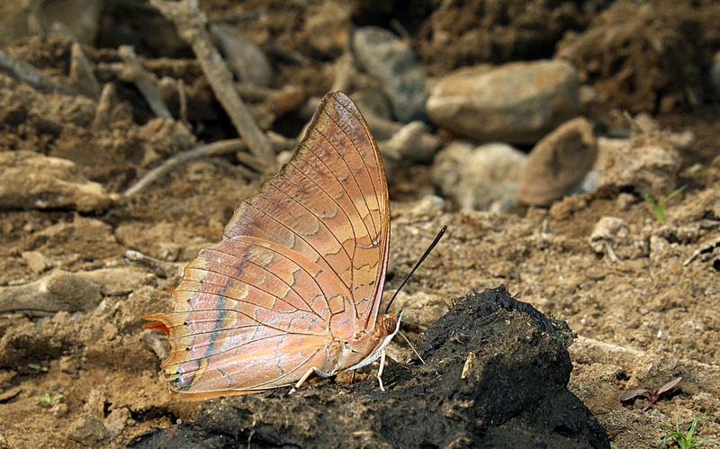 Butterflies